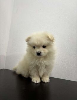 Zwergspitz Pomeranian Weiblich - Göttingen