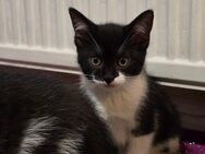 Kitten abzugeben - Neutrebbin