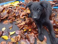 6 süße Labrador Schnaußer Welpen zu verkaufen - Löningen