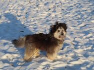 Morkie abzugeben!!! - Schaafheim