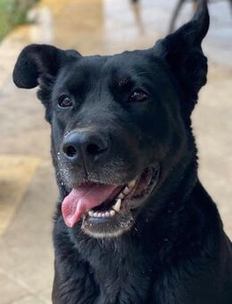 die anhängliche BLACKY sucht ihr Zuhause - Untergriesbach