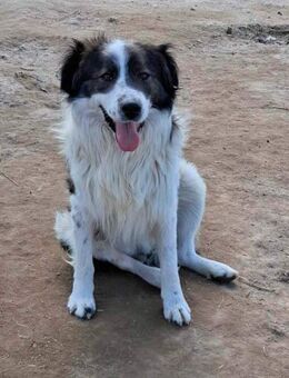 Merano - Familienhund, Katzenlieb - Blankenheim (Nordrhein-Westfalen)