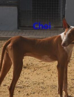 Choi relaxt u.verspielt 10/23 ESP - Ruppertsecken