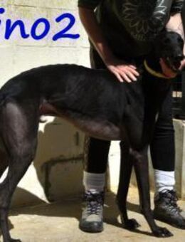 Dino2 verschmuster Galgo Ingles 03/22 ES - Ruppertsecken