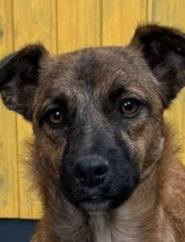 PACO-abenteuerlustiger Jung-Rüde, 39 cm - Rösrath