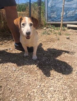 Woody, gelassener JackRussel Mix - Remagen