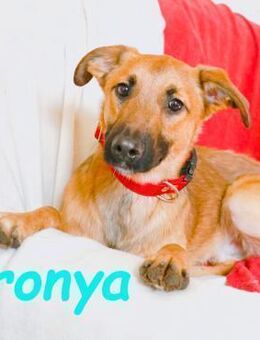 Bronya Traumhund sucht Begleitung 04/24 - Ruppertsecken