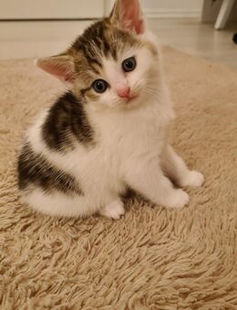 BKH Kitten,2reserviert ,1Männchen+2Weibchen frei - Köln