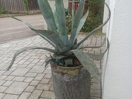 Agave - Kösching