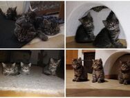 Perser / BKH Mix Kitten, Katzenbabys, Kätzchen - Emmering (Landkreis Ebersberg)