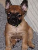 Französische Bulldoggen Welpen aus langjähriger deutscher Zuchtstätte von komplett ausgewerteten Elterntieren in 60311