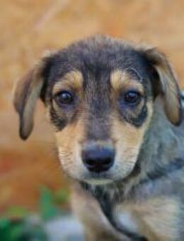 Süßes Hundekind Jola - München