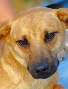 HUGH hat einen Wunsch - Gefrees