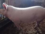 Mastschwein zuverkaufen - Königshain-Wiederau