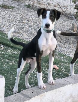 Linus - Lorsch (Karolingerstadt)