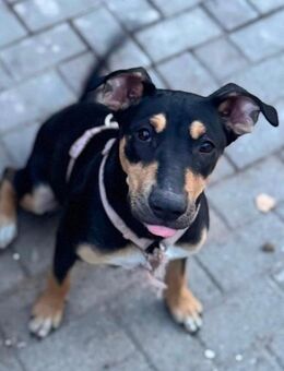 Lotti sucht ihre neue Familie - Hecklingen