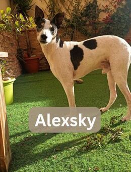 ALEXSKY, m., kastr., Bodeguero - Sipplingen