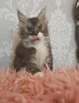 Goldiges Maine Coon Mädchen Clara mit Stammbaum sucht... - Freiensteinau