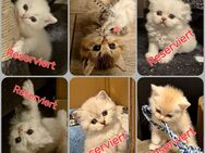 Britisch Kurzhaar Baby Katzen BKH Kitten - Worpswede