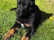 Süßer Hundewelpe sucht liebevolles Zuhause