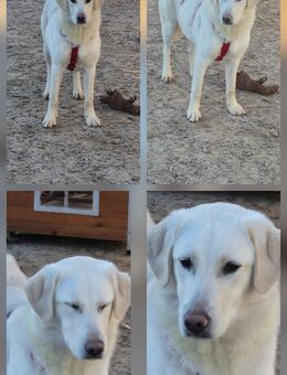 Blonde Schönheit Namens Amy ca 10 Monate sucht ein Zuhause - Hohe Börde