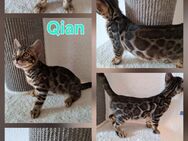 Atemberaubende Bengal Kitten, melanistic und brown - Haßloch