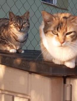 Zurückhaltende Katzendame Sally - Bad Camberg