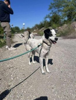 LUCKY wäre wundervolle Familienhündin🤍 - München