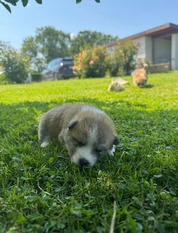 Reinrassige 9 Akita Inu Welpen - Uckermark