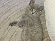 BKH katze(männlich) - Gelsenkirchen