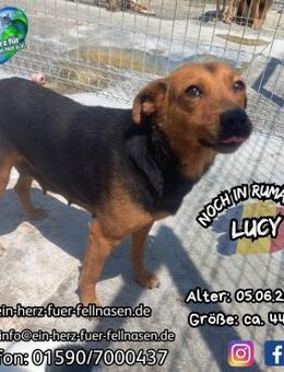 LUCY-sehnt sich nach ihrem -Topping- - Waakirchen