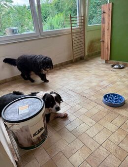 Berner -Schnauzer mix sucht zu Hause - Illingen (Saarland)