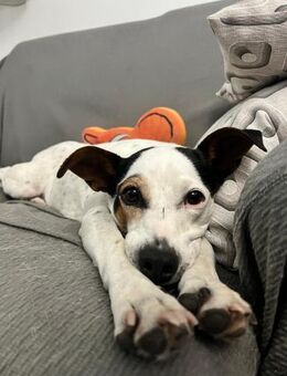 PAQUITA - süße Maus sucht Zuhaus 💕🐶 - Marienfließ