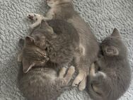 Zauberhafte Britisch Kurzhaar Kitten in beste Hände abzugeben - Kamp-Lintfort