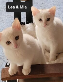 2 süße Kätzchen suchen ein liebevolles Zuhause (1x Odd Eyed) - Kumhausen
