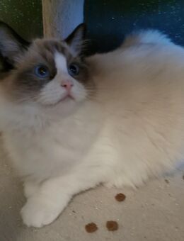 Ragdoll Kitten mit Stammbaum ab sofort - Gochsheim