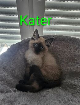 5 zuckersüße Maine Coon Kitten - Rüsselsheim Zentrum