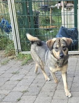 Hübsche Lucy - Berlin