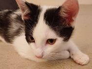 🐾 Süßer schwarz-weißer Kater sucht liebevolles Zuhause 🐾 Aprilkätzchen 11.04.2025 geboren 🐾 - Hanau (Brüder-Grimm-Stadt) Großauheim