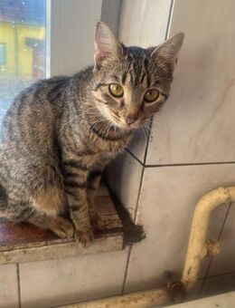 Rosa, sucht ihre Dosenöffner - Langenhagen