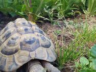 Griechische Landschildkröte TH - Männchen - Waiblingen