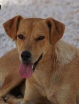 JAQUELINE - Donzdorf