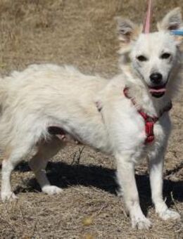 Süße Yuki sucht ihre Menschen - Kleinostheim