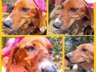 Aqua Welpe Jagdhund Mischling Hündin - Margetshöchheim