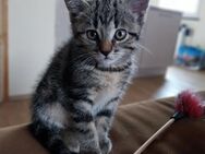 Süßes Mix Kitten Mädchen sucht ein Zuhause für immer! - Löhne