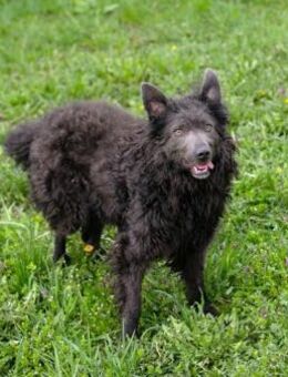 Scheue Priska sucht geduldige Menschen - Laufen