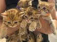 Britisch Kurzhaar Kitten in 64711