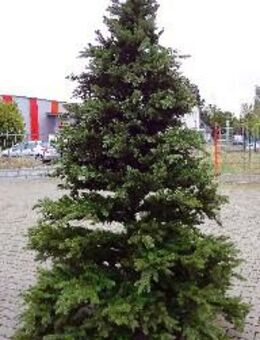 Künstlicher Weihnachtsbaum mit Ständer - 2,70 m Höhe - wie echt! - Polch