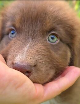 Australian Shepherd Traum Welpe / Hündin - Sandstedt