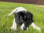 Molly die Lebenslustige - Mannheim